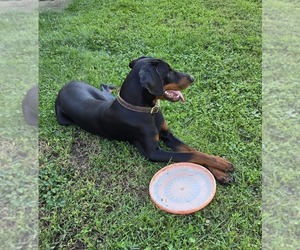 Doberman Pinscher Puppy for Sale in SHELBYVILLE, Indiana USA