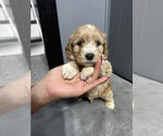 Puppy 3 Goldendoodle (Miniature)