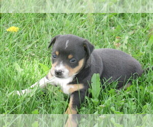 Rat Terrier Puppy for sale in HILLSBORO, WI, USA