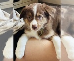 Puppy Niko Australian Shepherd