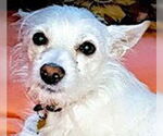 Small #2 Chihuahua Mix