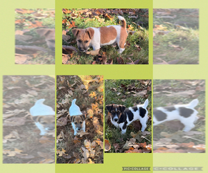 Jack Russell Terrier Litter for sale in FREEMAN, MO, USA