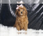 Image preview for Ad Listing. Nickname: Summer AKC