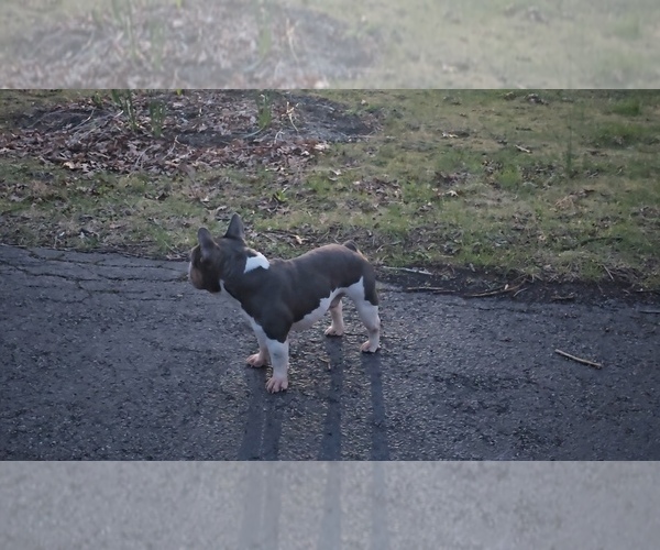 Medium Photo #1 French Bulldog Puppy For Sale in BALTIMORE, MD, USA