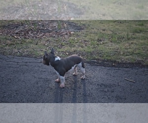 Father of the French Bulldog puppies born on 07/14/2025