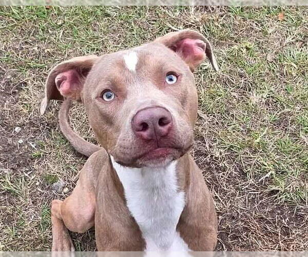 Medium Photo #2 American Pit Bull Terrier-Unknown Mix Puppy For Sale in Anniston, AL, USA