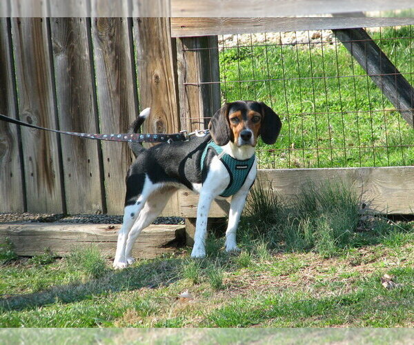 Medium Photo #2 Beagle-Unknown Mix Puppy For Sale in Springdale, PA, USA