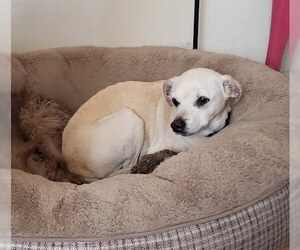 Chihuahua-Labrador Retriever Mix Dogs for adoption in San Diego, CA, USA