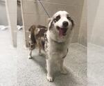 Small Australian Shepherd