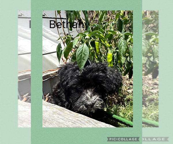 Medium Photo #8 Poodle (Toy)-Yorkshire Terrier Mix Puppy For Sale in BENNINGTON, IN, USA