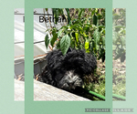 Small Photo #8 Poodle (Toy)-Yorkshire Terrier Mix Puppy For Sale in BENNINGTON, IN, USA