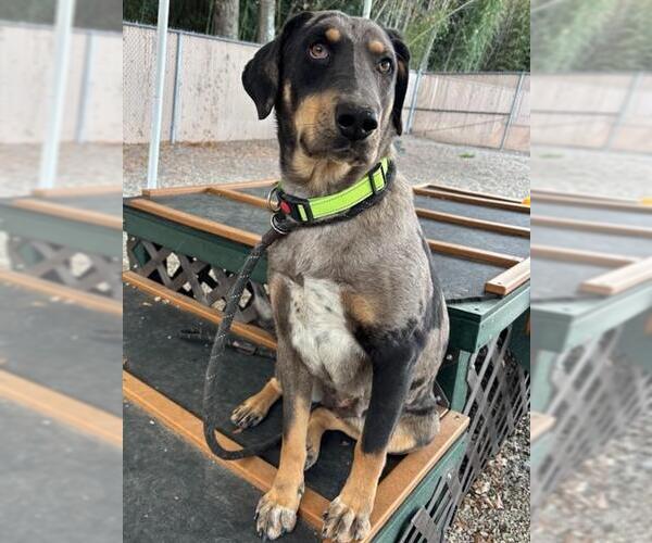 Medium Photo #1 Catahoula Leopard Dog Puppy For Sale in Palmetto, FL, USA