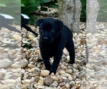 Small #2 Belgian Malinois