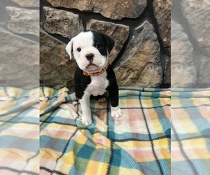 Olde English Bulldogge Puppy for sale in MCMINNVILLE, TN, USA