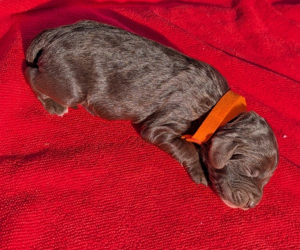 Medium Photo #10 Boykin Spaniel-Goldendoodle Mix Puppy For Sale in MORGANTON, NC, USA