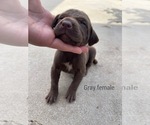 Small Photo #15 German Shorthaired Pointer Puppy For Sale in CORONA, CA, USA