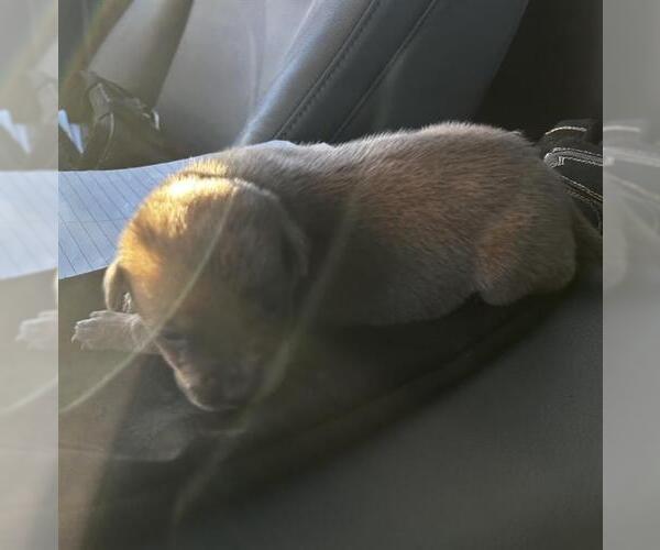 Medium Photo #1 American Staffordshire Terrier-Unknown Mix Puppy For Sale in San Antonio, TX, USA