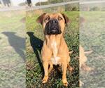 Small #1 Black Mouth Cur Mix