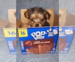 Small Photo #141 Yorkshire Terrier Puppy For Sale in AKRON, OH, USA
