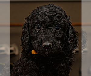 Goldendoodle-Poodle (Standard) Mix Dogs for adoption in PORTER, OK, USA