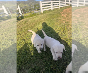 Labrador Retriever Puppy for sale in MARIPOSA, CA, USA