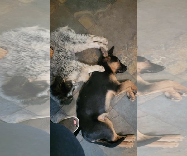 Medium Photo #4 German Shepherd Dog-Unknown Mix Puppy For Sale in Sandy, UT, USA
