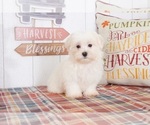 Small Maltese