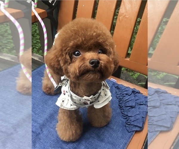 Medium Photo #1 Poodle (Toy) Puppy For Sale in PORTLAND, OR, USA