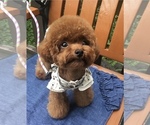 Small Photo #1 Poodle (Toy) Puppy For Sale in PORTLAND, OR, USA