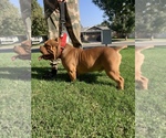 Small Photo #5 American Bully Puppy For Sale in STKN, CA, USA