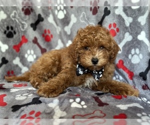 Poodle (Miniature) Puppy for Sale in LAKELAND, Florida USA