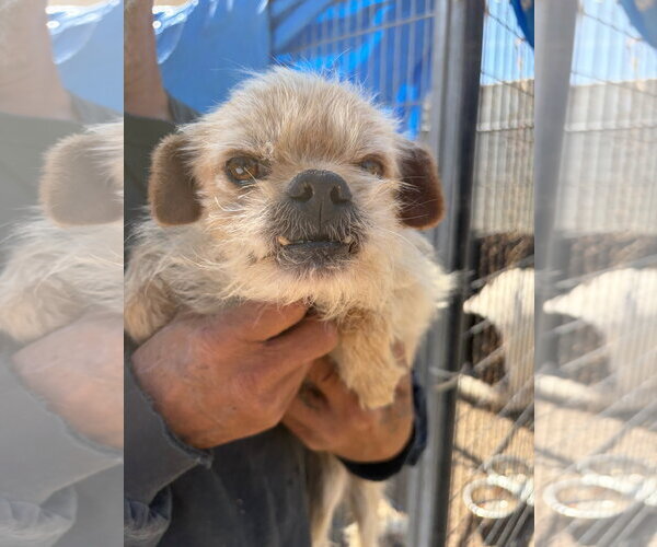 Medium Photo #2 Poodle (Miniature)-Unknown Mix Puppy For Sale in Grafton, WI, USA