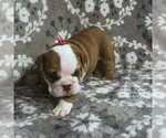 Puppy 4 English Bulldog