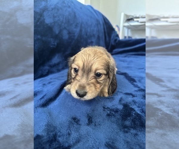 Medium Photo #20 Dachshund Puppy For Sale in MEMPHIS, TN, USA