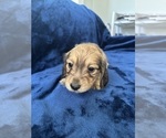 Small #19 Dachshund