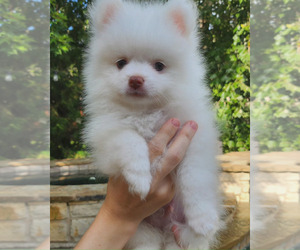 Pomeranian Puppy for sale in HARKER HEIGHTS, TX, USA