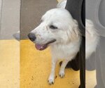 Small Photo #14 Great Pyrenees Puppy For Sale in Garland, TX, USA
