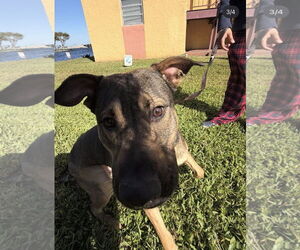 COURTESY POST: Bruce - Male German Shepherd Dog-Unknown Mix Dog for Adoption - Photo #4