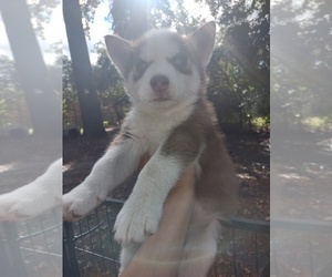 Siberian Husky Puppy for sale in FLORENCE, SC, USA