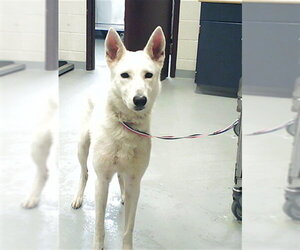 German Shepherd Dog-Unknown Mix Dogs for adoption in Fayetteville, NC, USA
