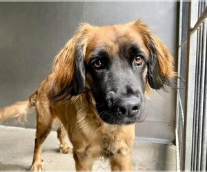 Leonberger-Unknown Mix Dogs for adoption in San Bernardino, CA, USA