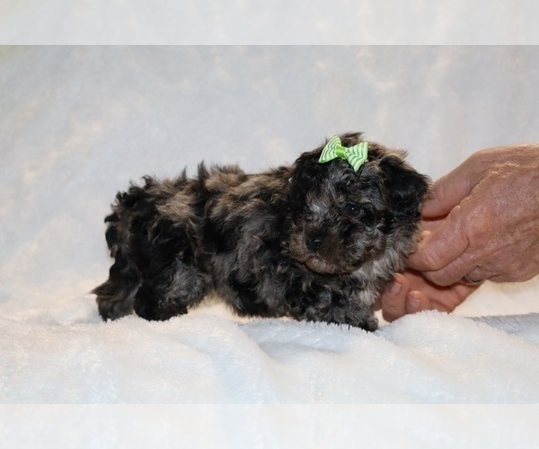 Medium Photo #8 ShihPoo Puppy For Sale in DYERSBURG, TN, USA