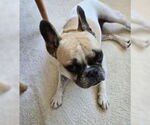 Small Faux Frenchbo Bulldog