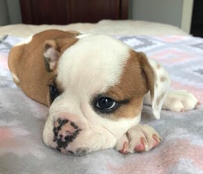 English Bulldog Puppy for sale in CHARLESTON, SC, USA