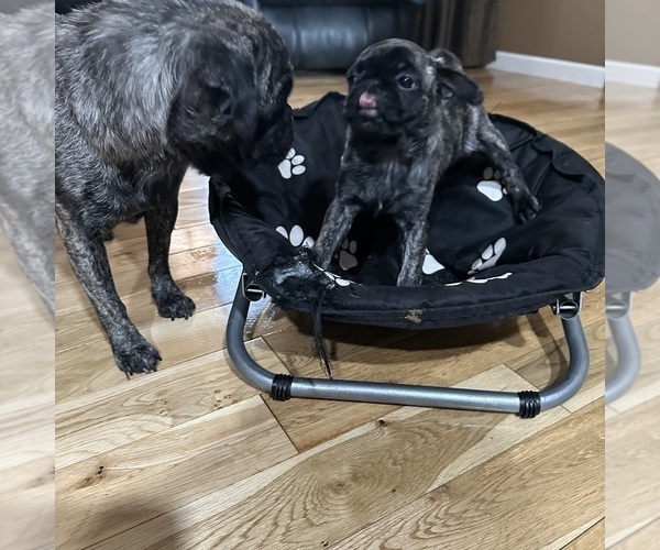 Medium Photo #6 Pug Puppy For Sale in TROY, MO, USA