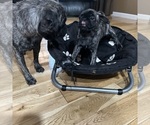 Small Photo #22 Pug Puppy For Sale in TROY, MO, USA
