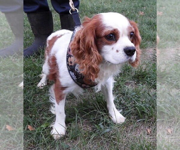 Medium Photo #1 Cavalier King Charles Spaniel Puppy For Sale in CARLISLE, KY, USA