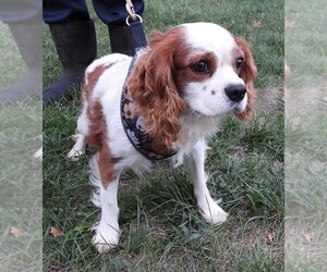Cavalier King Charles Spaniel Puppy for sale in CARLISLE, KY, USA