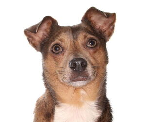 Chihuahua Dogs for adoption in Oakland Park, FL, USA
