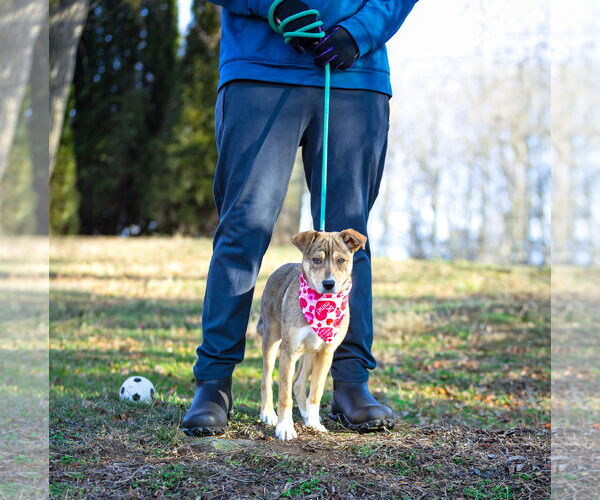 Medium Photo #7 Mutt Puppy For Sale in Unionville, PA, USA